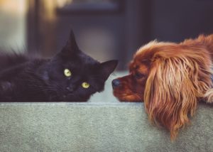Lire la suite à propos de l’article Acariens et animaux domestiques : comment protéger vos compagnons